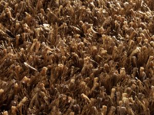 Farbe 457 - Perspektive 7