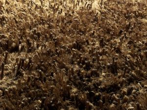 Farbe 526 - Perspektive 7