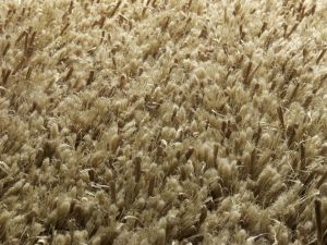 Farbe 533 - Perspektive 7